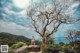 A man and woman standing on top of a rock next to a tree.